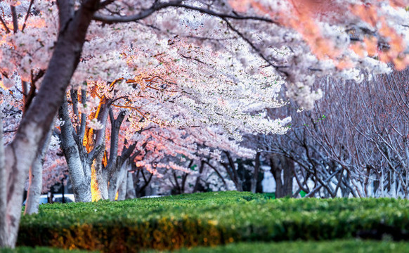 夏日公園樹(shù)木桃花