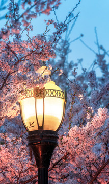 城市公園夜景桃花路燈