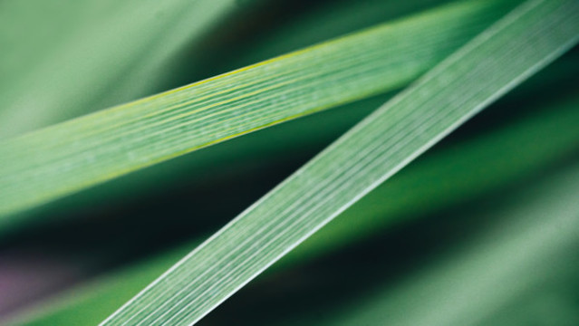 微距植物