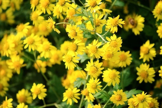 野菊花