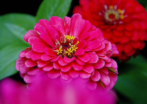 波斯菊