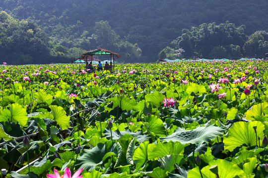 荷花種植基地