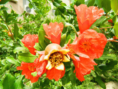石榴開花