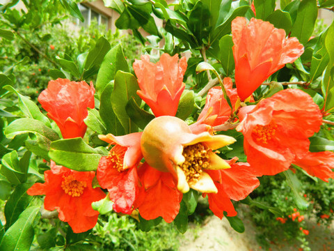 石榴開花