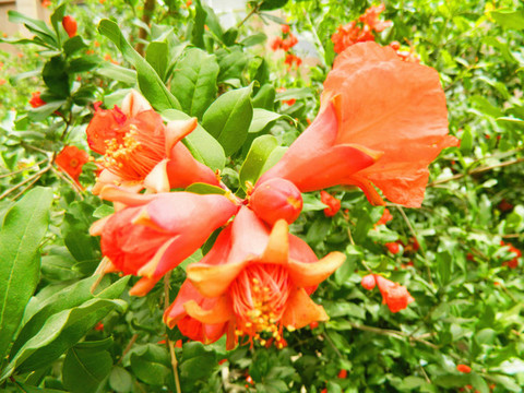 石榴開花