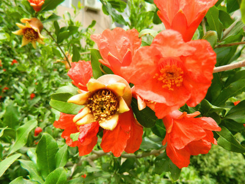 石榴開花