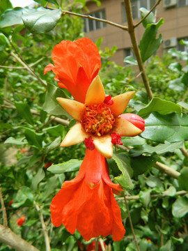 石榴開花