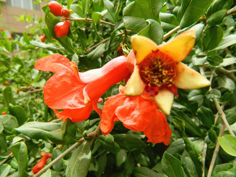 石榴花開(kāi)