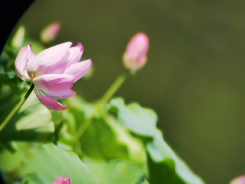 夏日荷花