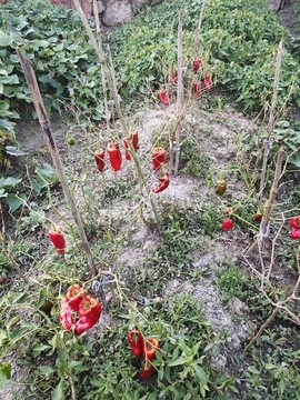 紅辣椒