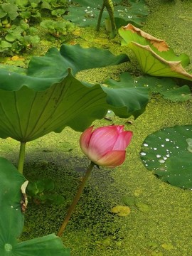 月湖賞荷
