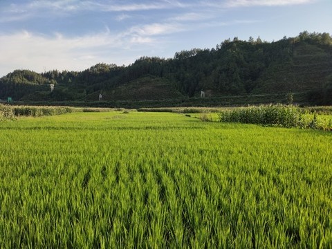 農(nóng)田