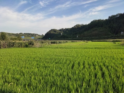 鄉(xiāng)村田園風(fēng)光