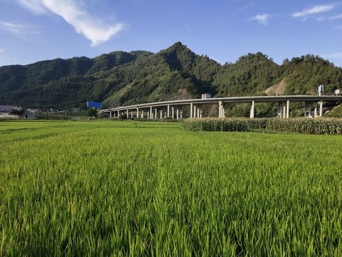 農(nóng)田