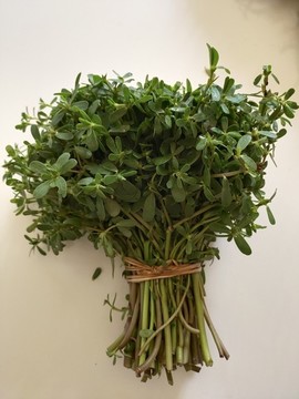 馬齒菜特寫(xiě)
