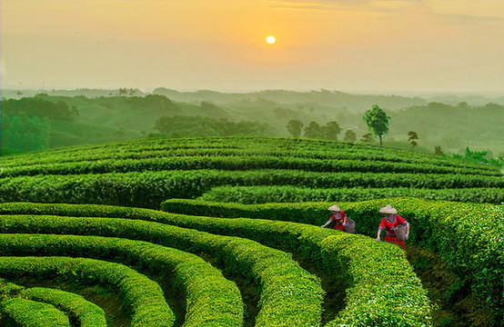 茶園風(fēng)景
