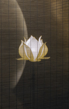 藝術(shù)荷花