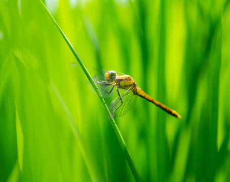 蜻蜓