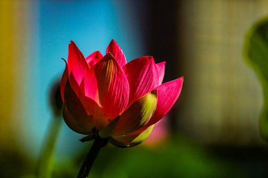 荷花