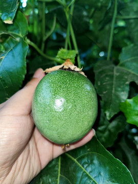 百香果