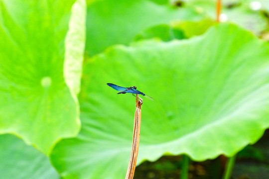 蜻蜓