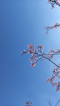 藍天與櫻花