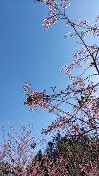 櫻花盛開