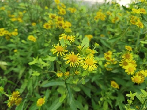 路邊的野菊花