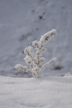 雪景