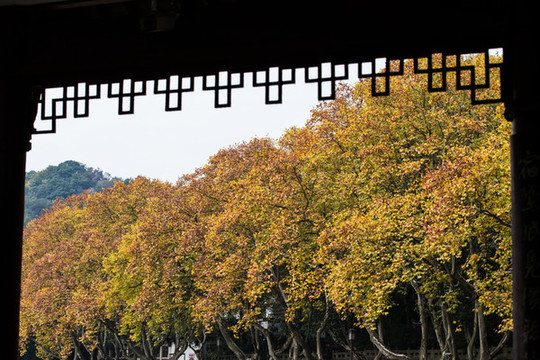 杭州北山街秋色
