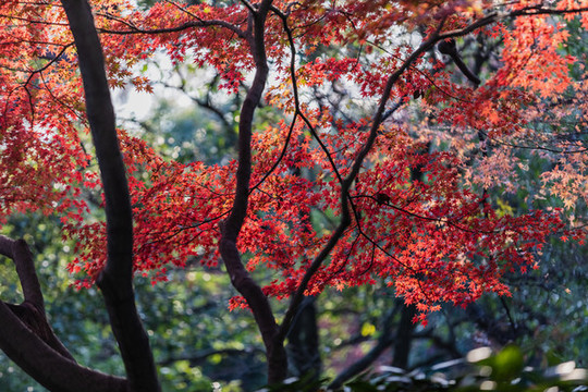 杭州北山街秋色