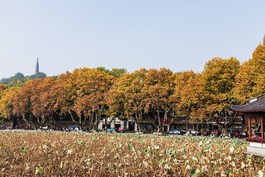 杭州北山街秋色