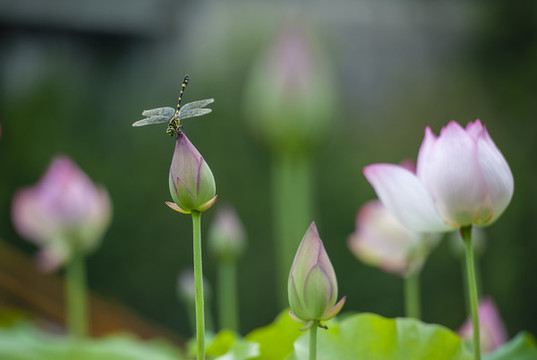 荷花