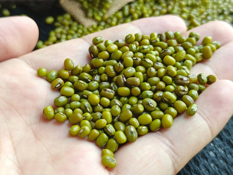 收獲綠豆圖