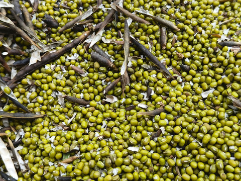 雜糧成熟綠豆