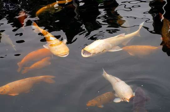池塘中的錦鯉金魚