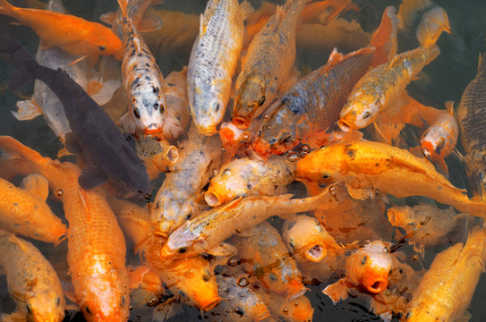 池塘中的錦鯉金魚