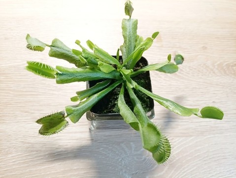 捕蠅草
