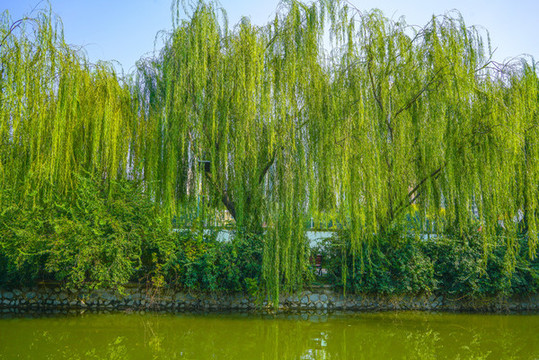 河道景觀河岸造景