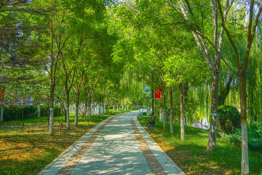 樹林小路林蔭小路園林步道