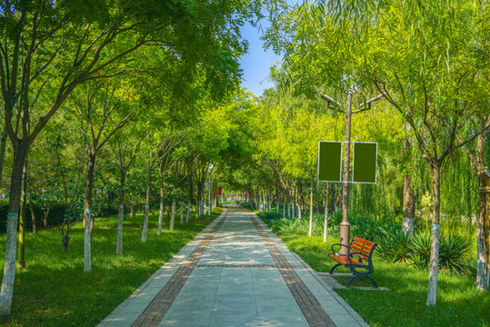 樹(shù)林小路林蔭小路園林步道
