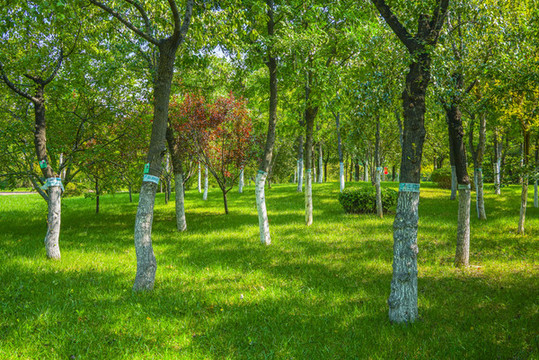 陽光樹林草地