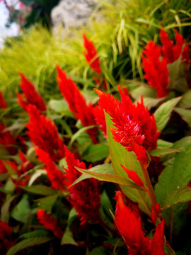雞冠花