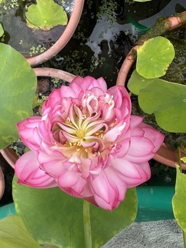 睡蓮