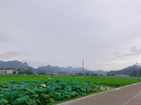 鄉(xiāng)間小道和一望無際的田野荷花