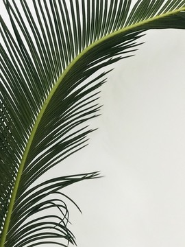 蕨類盆栽細(xì)節(jié)拍攝