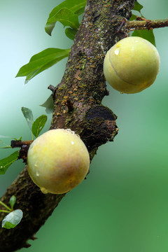 李子