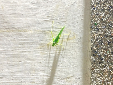 夜色下的箭頭螳螂