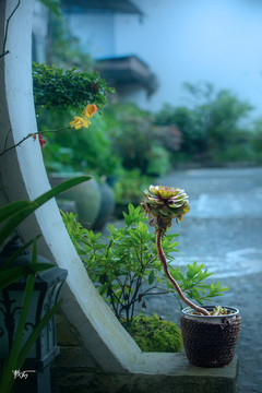 仙人掌