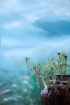 山中霧景